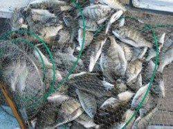 宮崎沖カセ、チヌの数釣り、49尾！！！