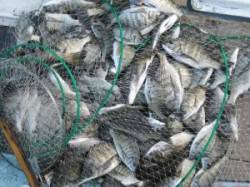 宮崎沖カセ、チヌの数釣り、49尾！！！