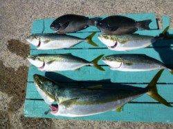 沖一文字内向きでブリ83cm！！アジの呑ませ釣り