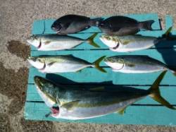 沖一文字内向きでブリ83cm！！アジの呑ま…