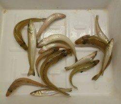 ヒロセオートキャンプ場で投げ釣り　キス14匹