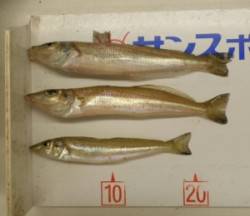 ヒロセオートキャンプ場で投げ釣り　キス14…