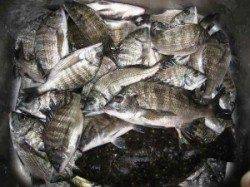 宮崎沖カセのチヌ 食いよく数釣れてます