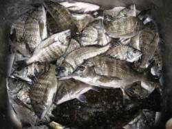 宮崎沖カセのチヌ　食いよく数釣れてます