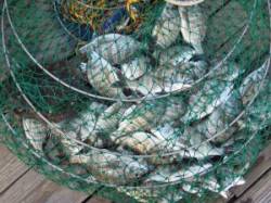 宮崎筏のチヌ、小型ながら51枚！ ヒラメの…