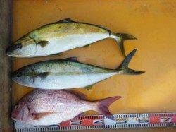 三尾の磯でのカゴ釣り釣果　ヒラマサやマダイが楽しめます♪
