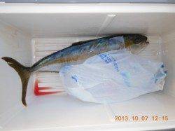 三尾の磯でのカゴ釣り釣果　ヒラマサやマダイが楽しめます♪