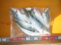 茶釜でショアジギング　ツバス8匹