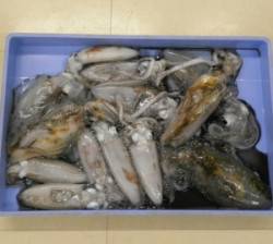 日引磯　エギングでアオリイカ14ハイ　サゴ…