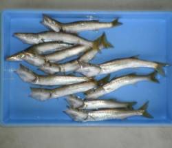 小黒飯漁港でカマス27cmを頭に11匹　メ…