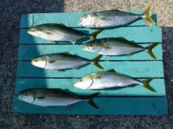 神谷漁港、かご飲ませ釣りでハマチ6匹GET…