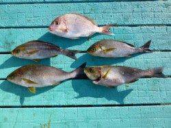 神谷漁港、かご飲ませ釣りでハマチ6匹GET！