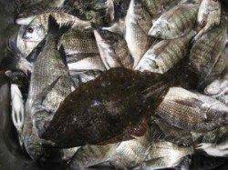 宮崎沖カセ　チヌ好調！ヒラメも釣れました！