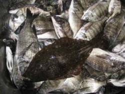 宮崎沖カセ　チヌ好調！ヒラメも釣れました！…