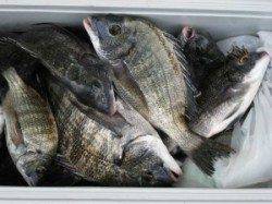 宮崎沖カセ　チヌ好調！ヒラメも釣れました！