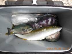 三尾でフカセ釣り、ヒラマサが釣れました