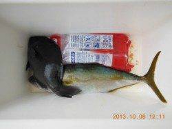 三尾でフカセ釣り、ヒラマサが釣れました