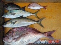 雨の中カゴ釣りで大鯛GET！お見事です