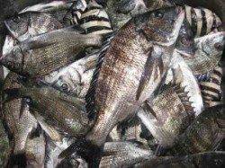 宮崎沖カセ、エサ取り多し…筏チヌ釣果