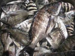 宮崎沖カセ、エサ取り多し...筏チヌ釣果