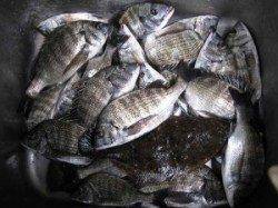 宮崎沖カセ　中型チヌの数釣り好調