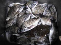 宮崎沖カセ　中型チヌの数釣り好調