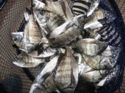 久美浜の筏　チヌ〜34cm33匹の釣果も