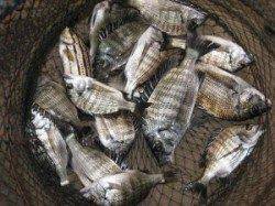 久美浜の筏　チヌ〜34cm33匹の釣果も