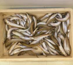 ヒロセオートキャンプ場でのキス、良く釣れて…