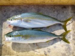 飲ませ釣りで青物にヒラスズキ！沖一文字内向…