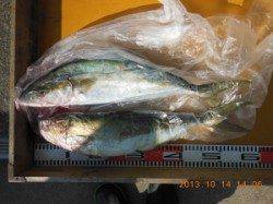 ヒラマサは２ケ所で４匹・・・バラシも多数