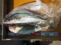 ヒラマサは２ケ所で４匹・・・バラシも多数