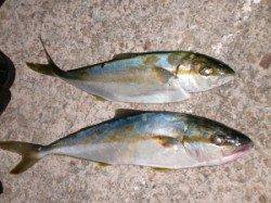 ヒラマサは２ケ所で４匹・・・バラシも多数