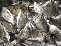 宮崎沖カセでチヌ38cm頭に47枚