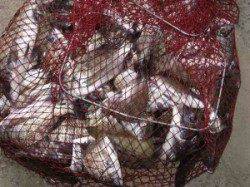 宮崎沖カセでチヌ38cm頭に47枚