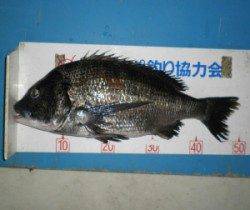 舞鶴田井の磯でチヌ51cm