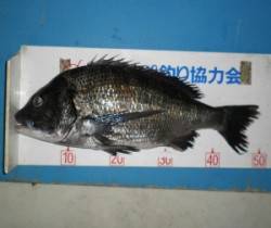 舞鶴田井の磯でチヌ51cm