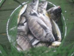 六本裏カセ、大漁で小型はリリース♪