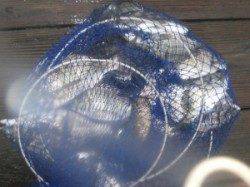 六本裏カセ、大漁で小型はリリース♪