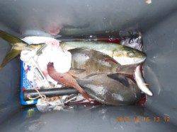 立島でのカゴ釣り釣果　ヒラマサに尾長グレ