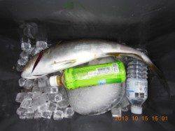 立島でのカゴ釣り釣果　ヒラマサに尾長グレ