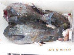 口太に尾長！　★オヨギデでふかせ★