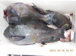 口太に尾長！　★オヨギデでふかせ★