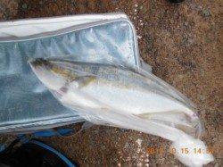 茶釜でショアジギング　ヒラマサ60cm