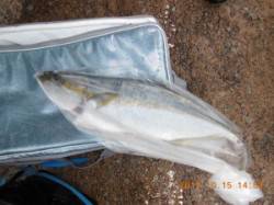 茶釜でショアジギング　ヒラマサ60cm