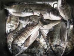 六本裏カセで筏チヌ釣り〜アジも混じっていま…