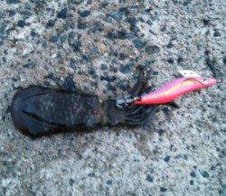 千歳で小アオリ、タチウオはノーバイトでした…;