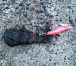 千歳で小アオリ、タチウオはノーバイトでした…