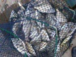 六本裏カセ、筏チヌ釣果　活性上がり気味です