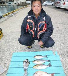 神谷沖一文字でエギング&カゴ釣り釣果